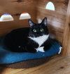 Cat 27293 (Jiffy Lube) - Photo 1