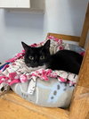 Cat 27293 (Jiffy Lube) - Photo 2