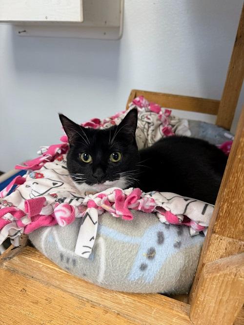 CAT 27293 (JIFFY LUBE) - Domestic Short Hair available for adoption