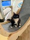 Cat 27293 (Jiffy Lube) - Photo 3