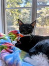 Cat 27293 (Jiffy Lube) - Photo 4