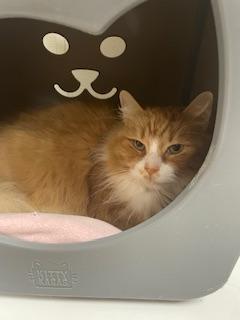 picture of the cat needing adoption