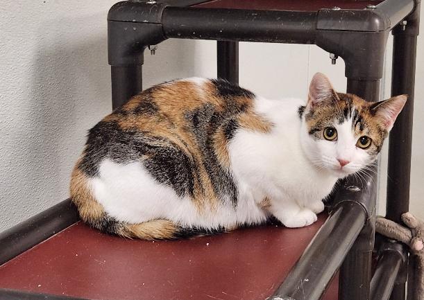 Cat 27078 (Winnie) Image