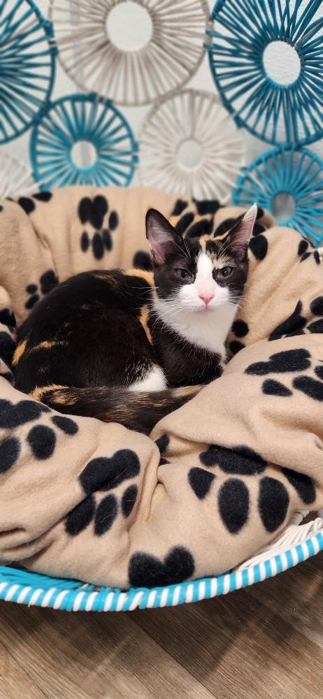 Kitten 27393 (Slinky) Image