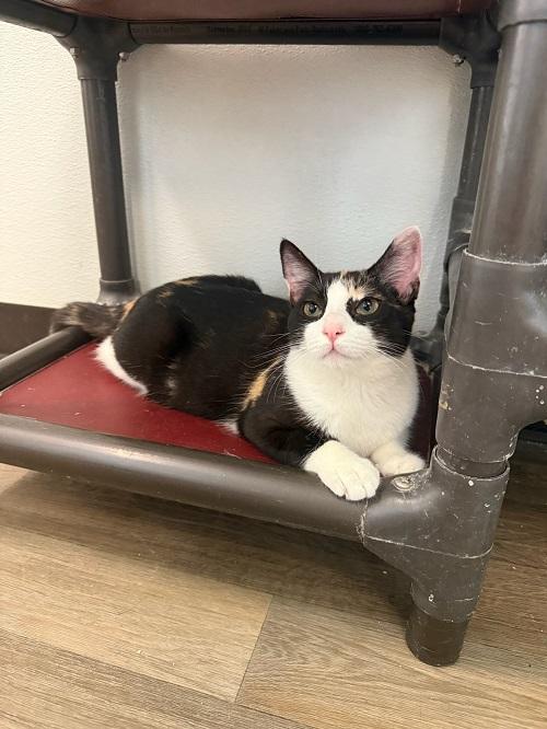 Cat 27393 (Slinky) Image