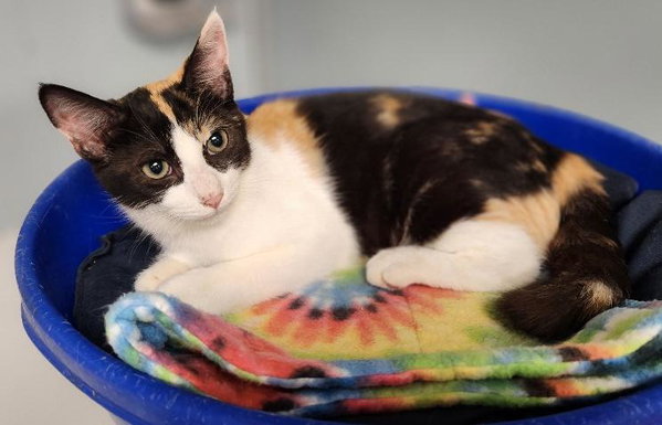 Cat 27393 (Slinky)