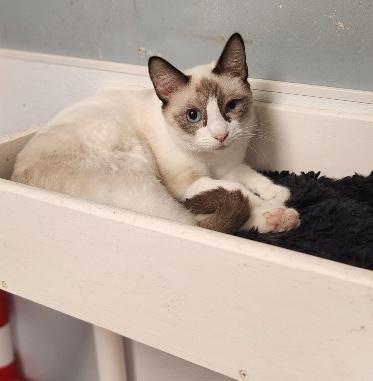 picture of the cat needing adoption