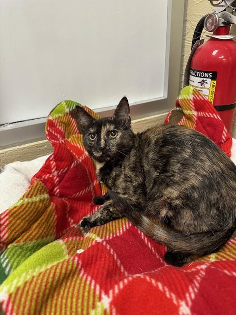 picture of the cat needing adoption