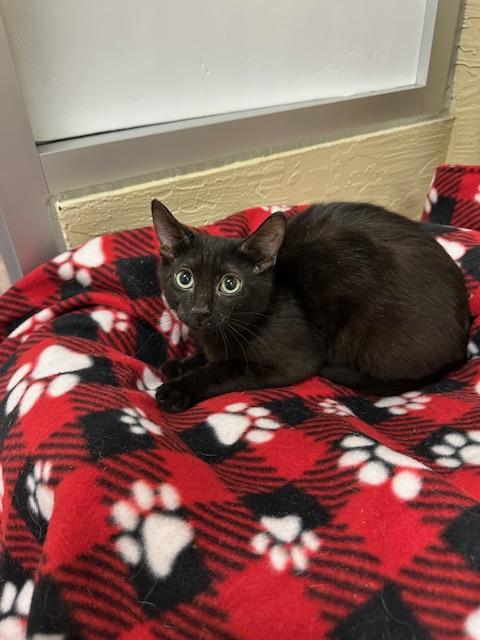 AZALEA - Domestic Short Hair available for adoption
