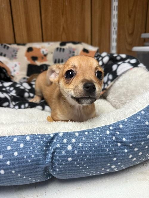 Pup 27474 (Gizmo) — thumbnail 5