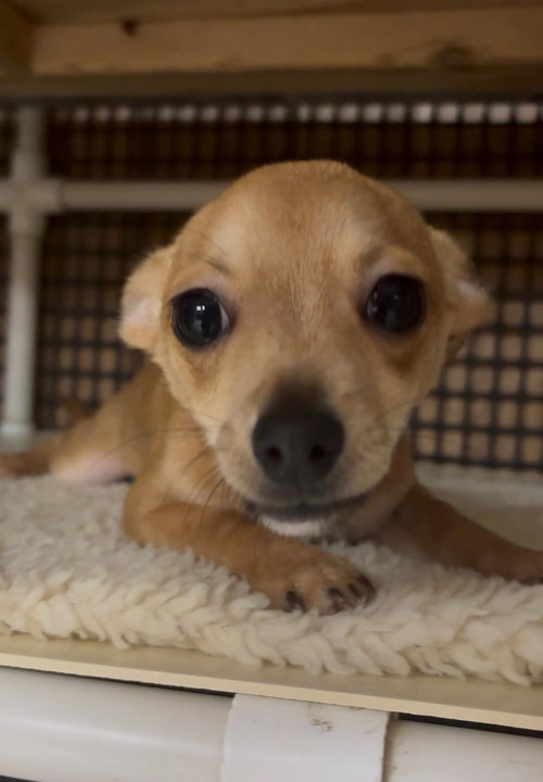 Pup 27474 (Gizmo) — thumbnail 6