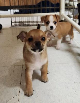 Pup 27474 (Gizmo) — thumbnail 7