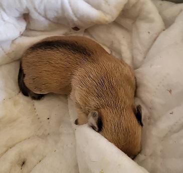Pup 27474 (Gizmo) — thumbnail 8