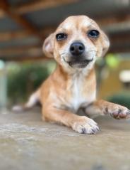 Pup 27474 (Gizmo), an adoptable Chihuahua in Parlier, CA