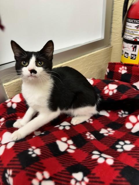 picture of the cat needing adoption