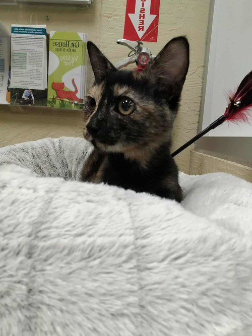 picture of the cat needing adoption
