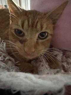 picture of the cat needing adoption