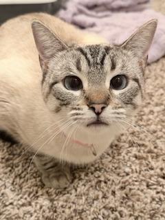 picture of the cat needing adoption