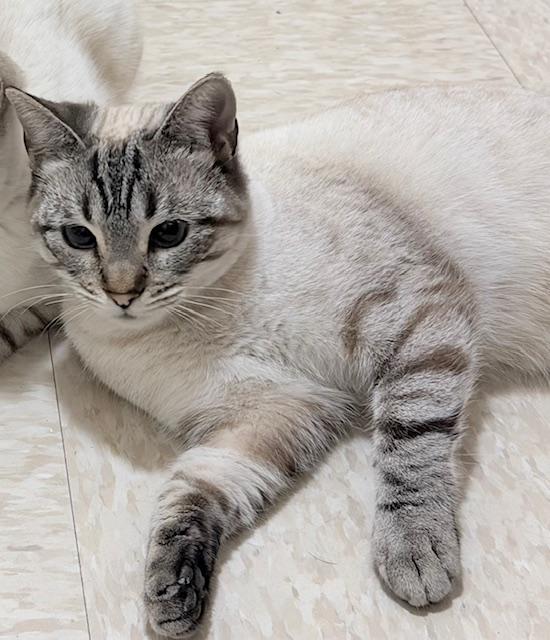 Astrid