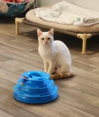 Cat 27520 (Samantha) Image