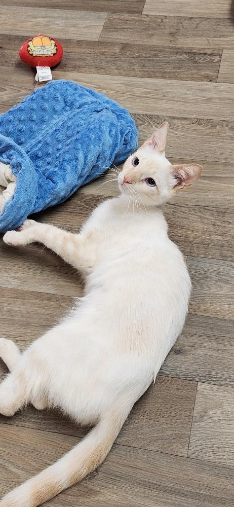 Cat 27520 (Samantha), Young Siamese / Mixed, cat for adoption in Porterville, California