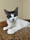 Tina - Photo 4