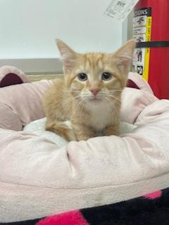 picture of the cat needing adoption
