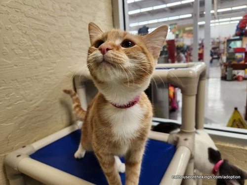 London, Young Tabby, cat for adoption in Porterville, California