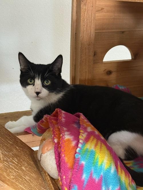 picture of the cat needing adoption