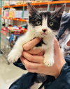Kitten 27573 (Taco) - Photo 3