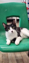 Cat 27573 (Taco) - Photo 1