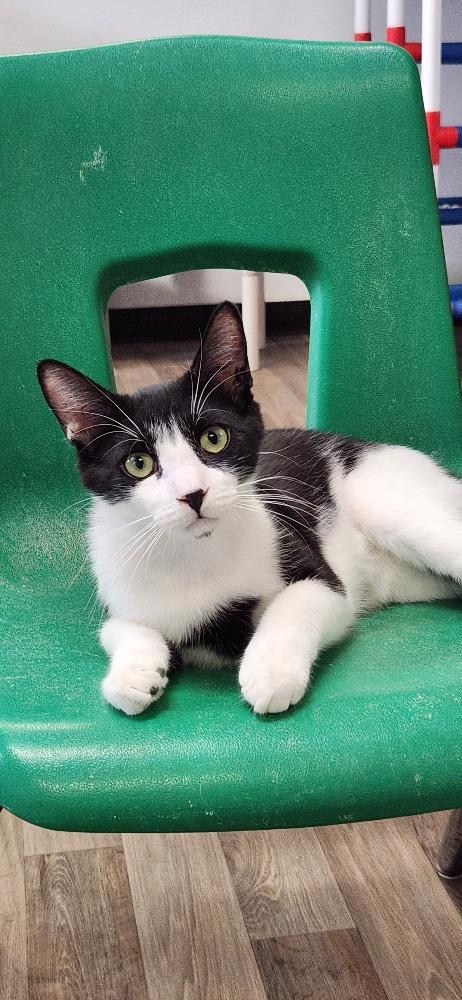 Cat 27573 (Taco), Young Domestic Short Hair, cat for adoption in Porterville, California