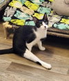 Cat 27573 (Taco) - Photo 2