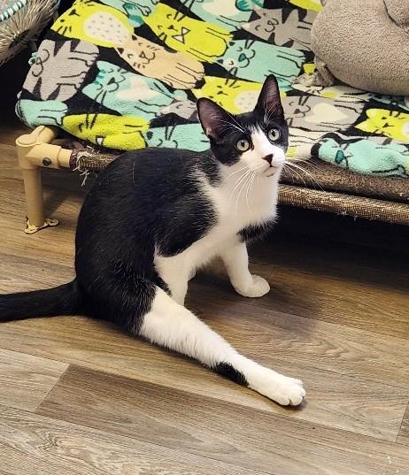 CAT 27573 (TACO) - Domestic Short Hair available for adoption