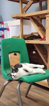Cat 27573 (Taco) - Photo 3