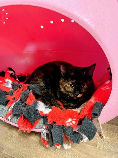 picture of the cat needing adoption