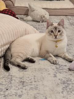 Arthur, an adoptable Siamese in Parlier, CA