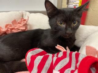 AARON - Domestic Short Hair available for adoption