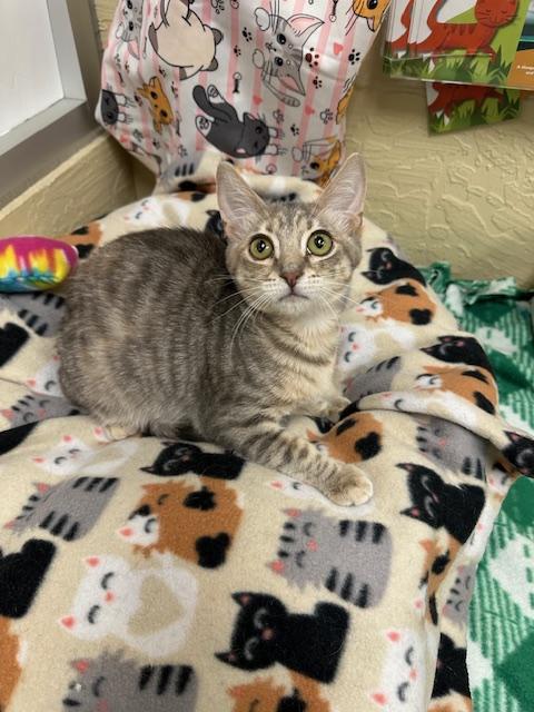 picture of the cat needing adoption