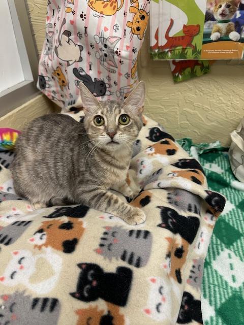 CINDER - Dilute Tortoiseshell available for adoption