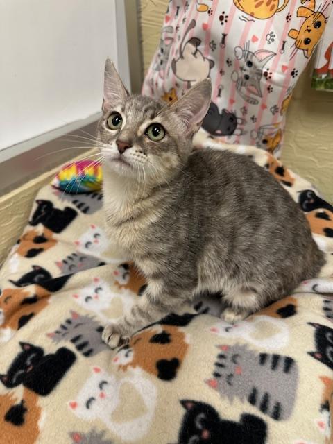 picture of the cat needing adoption
