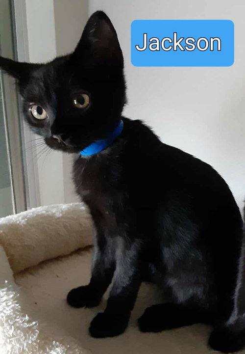 JACKSON - Domestic Short Hair available for adoption