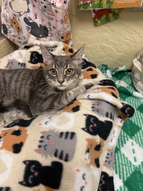 picture of the cat needing adoption