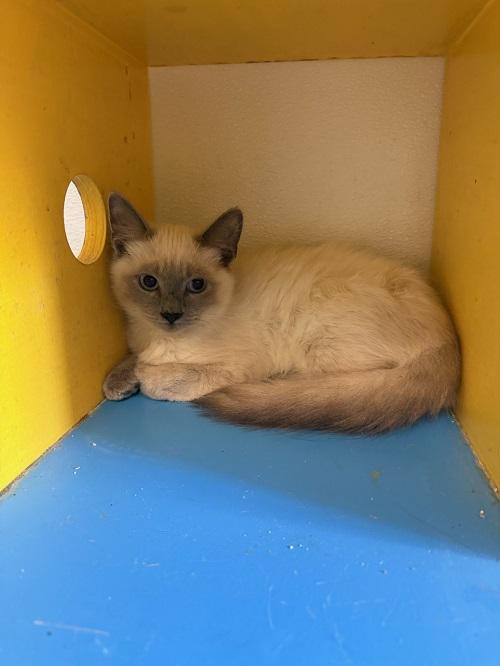 Cat 27551 (Chester), an adoptable Ragdoll in Parlier, CA