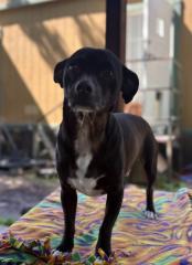 Little Black Dog Image