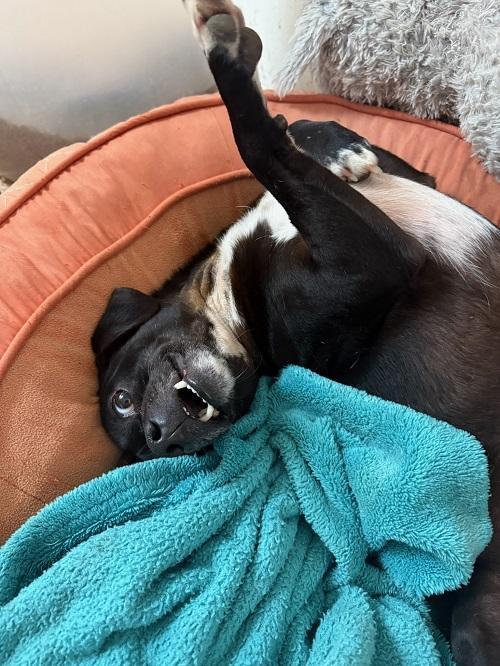 Little Black Dog