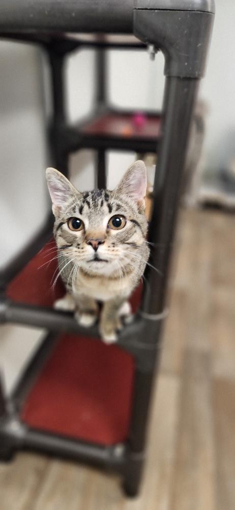 Cat 27449 (Griselda) Image