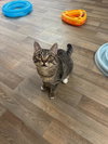 Cat 27449 (Griselda) - Photo 2