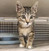 Cat 27449 (Griselda) - Photo 3