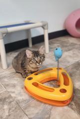Kitten 27590 (Carnation), an adoptable Maine Coon in Parlier, CA